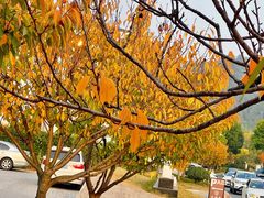 -树山生态村