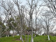 -径山花海