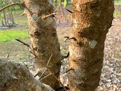 -中国科学院西双版纳热带植物园