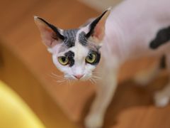 -有猫主题·治愈系猫咖(曾厝垵店)