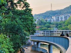 -银湖山郊野公园-相思林