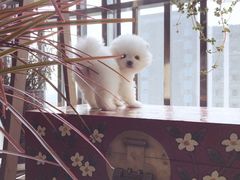 -美联众合爱康动物医院•复杂内科•肿瘤科•牙科•腔镜诊疗中心