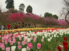 -秀丽东方