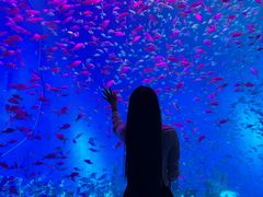 -合肥海洋世界