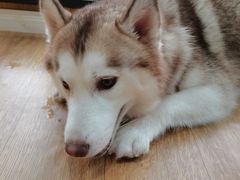 -Husky Go! 哈士奇体验馆·宠物咖啡厅狗咖