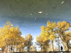 -金塔沙漠胡杨林景区