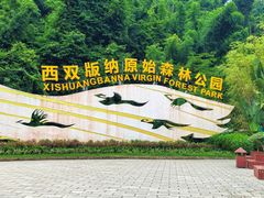 -西双版纳原始森林公园