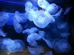 海月水母-泉城欧乐堡海洋极地世界
