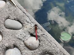 -黑龙江省森林植物园