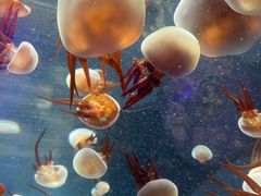 -海合安成都极地海洋公园