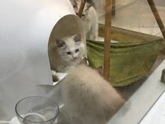 -糯米喵星人总部直营旗舰店·猫舍·幼猫出售