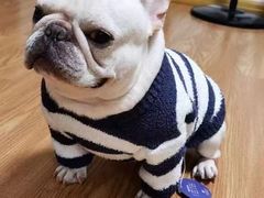 -萌宠之家·腊肠犬·马尔泰·小体犬舍