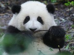 -广州动物园