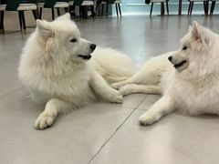 -安格丽娜·狗咖·猫咖羊驼咖(春熙路百盛商场店)