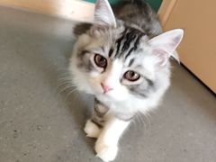 -飞行喵MR PILOT|猫舍·猫咖(静安大融城店)