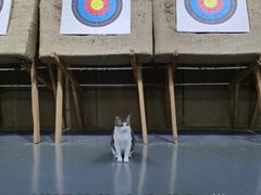 -蓝天射箭馆·专业射箭运动(诚丰广场店)