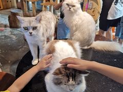 -more than meow吴止猫主题餐厅(承德 中船汇店)