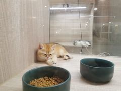 -飞行喵MR PILOT|猫舍·猫咖(静安大融城店)