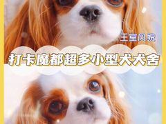 -萌宠之家·腊肠犬·马尔泰·小体犬舍