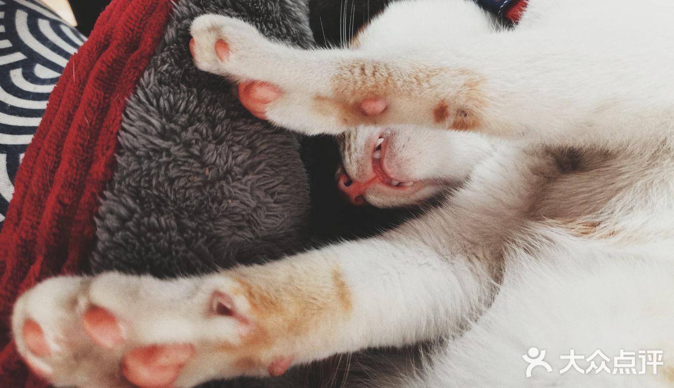 喜欢猫的小伙伴可以私信我领养哦