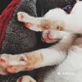 喜欢猫的小伙伴可以私信我领养哦