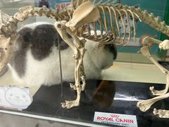 -瑞派动物医院·猫专科·至诚(江南中分院)