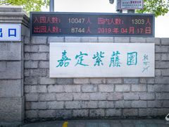 -嘉定紫藤园
