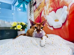 -爱洗澡的猫(望京店)