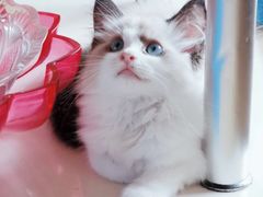 -喵zoo家庭繁育猫舍(尖东智能花园店)