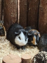 -Zoolung Zoolung动物主题公园(海信广场店)