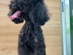 -爱侣宠医·鹦鹉专科·小型哺乳类·异宠专科(灵石路店)