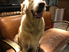 -百好乐宠物友好餐厅(朝外大街店)