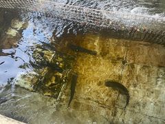 -北京龙庆四季香农家饭庄·灶台鱼·碳烤虹鳟鱼(龙庆峡店)