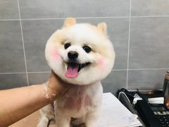 -宠福鑫康馨动物医院·骨科·眼科
