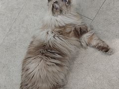 -纳吉亚猫专科动物医院·北北分院