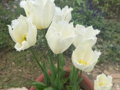 -东山雕花楼