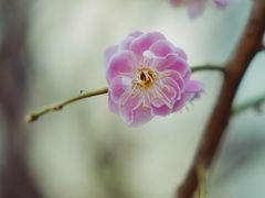 -石家庄市植物园