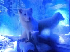 -上海海昌海洋公园-冰山北极馆