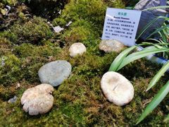 -蔼若春.传承三十年云南菜(金碧公园店)