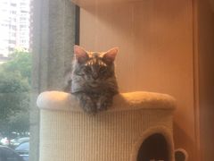 -Pets First伊珊娜洗护·精致美容·家庭式寄养(新会路店)