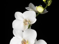 -帕帕拉兹宠物(亚洲旗舰店)