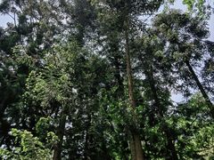 -南宁良凤江国家森林公园