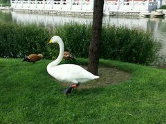 -辛玛王国游乐园