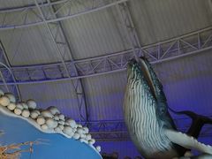 -烟台海昌鲸鲨海洋公园