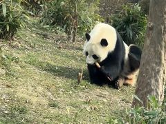 -武汉动物园