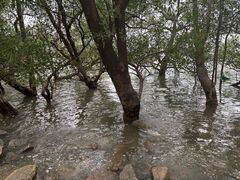 -宝安西湾红树林湿地公园