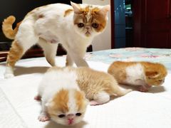 -美联众合动物医院·24h京西诊疗中心