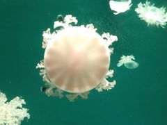 -海合安青岛极地海洋公园