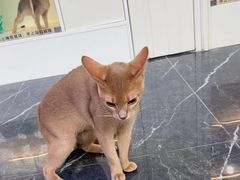 -小猫来了·猫咪专售(红山六九七九店)