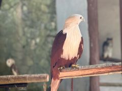 -吉隆坡雀鸟公园